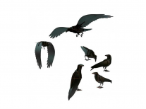 Декоративний елемент Flying ravens, Adam